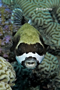 Masked Puffer (Arothron diadematus) by Andre Philip 